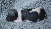 Enlarge photo 2
