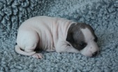 8. puppy: female
