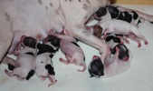 Group pics of Hymy & Eros pups