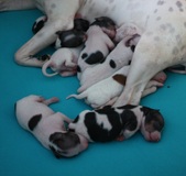 Enlarge photo 13