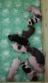 Enlarge photo 12