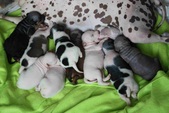 Group Photos of Hymy & Mio Puppies