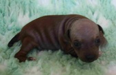 The 1st puppy: male