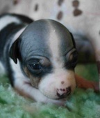 The 2nd puppy: male
