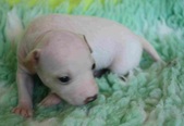 The 3rd puppy: female
