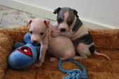 Enlarge photo 4