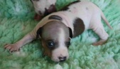 The 4th puppy: male