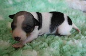 The 5th puppy: female
