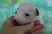 The 6th puppy: female