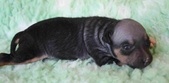 The 7th puppy: female