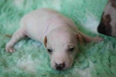 The 8th puppy: male