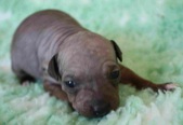 The 9th puppy: female