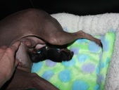 Kaneli and Jalo's puppy girl Wappu
