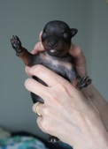 Enlarge photo 9