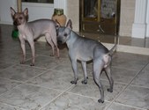 Kaneli and Remu's pup Chili