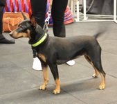 Koda (Arkay SGK Can You Hear Me Now) 