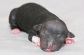 The 5th puppy female