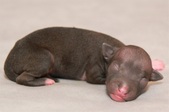 The 6th puppy male