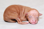 The 1st puppy, female