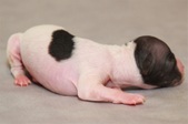 The 2nd puppy, female