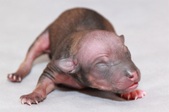 The 3rd puppy, female