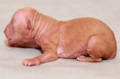 The 4th puppy, male