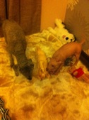 Enlarge photo 6