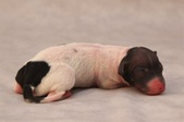 2. puppy, male