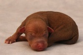3. puppy, male