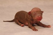 4. puppy, female