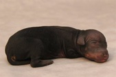 5. puppy, male