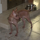 Group pics of Lilo & Tyson pups