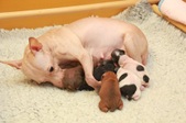 Enlarge photo 14