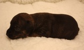 1. puppy: male, coated