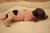 2. puppy: male, hairless