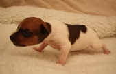 3. puppy: male, coated