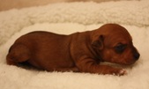 4. puppy: girl, coated