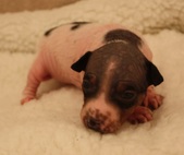 6. puppy: girl, hairless