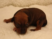7. puppy: girl, coated