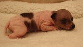 8. puppy: girl, hairless