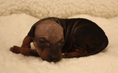 9. puppy: girl, hairless