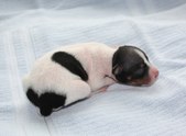 1st puppy, female, white-black-tan