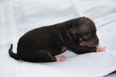 2nd puppy, female, black-white-tan
