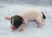3rd puppy, male, white-black-tan