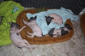 Enlarge photo 11