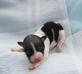4th puppy, male, white-black-tan