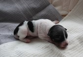 Enlarge photo 3