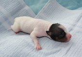 5th puppy, male, white-black-tan