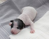 Enlarge photo 4