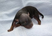 6th puppy, male, black-tan-white